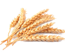 Trigo